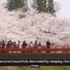 【海外の反応】「桜一色だよ！」10大桜の名所。発表される。