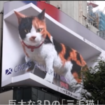 【海外の反応】「猫を崇めよ！猫こそ至上！」日本の猫を見た外国人の反応。