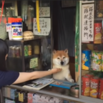 【海外の反応】「柴犬の可愛さはヤバいぞｗ」日本の柴犬を見た外国人の反応。