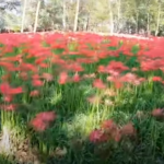 【海外の反応】「マジで天国かと思った。」日本の彼岸花祭り！