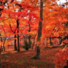 【海外の反応】「日本の秋は神の自然だ」日本の紅葉の風景。