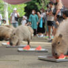 【7月29日30日一部中止があります】動物たちのスイカタイム！ ｜ 長崎バイオパーク - 